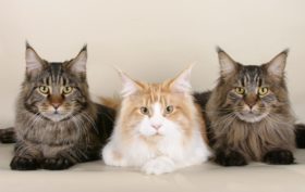 race maine coon