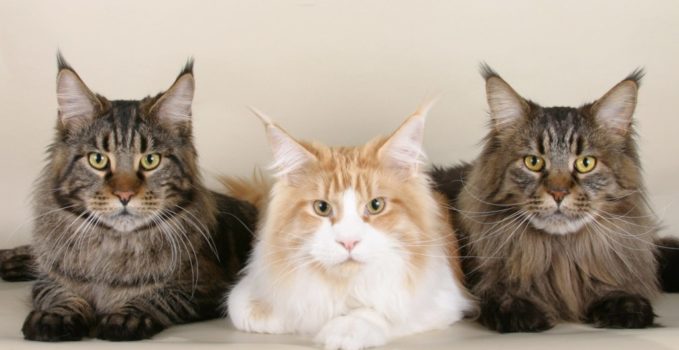 race maine coon