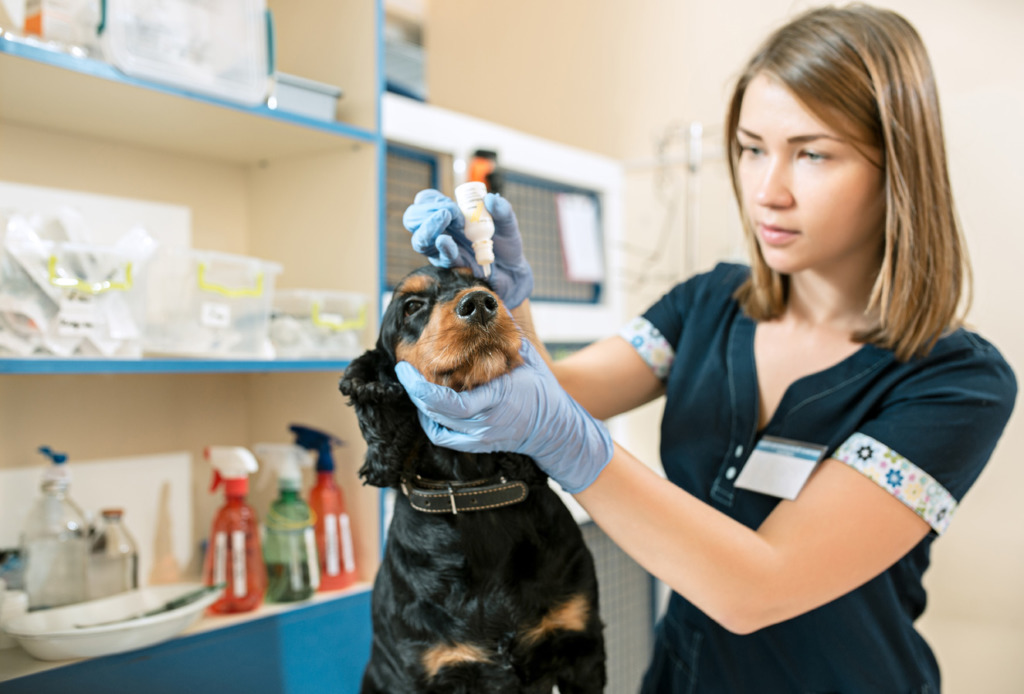 vétérinaire pour chien