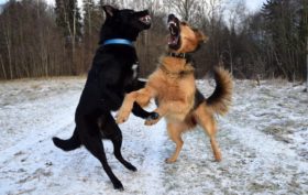 agressivité entre chiens