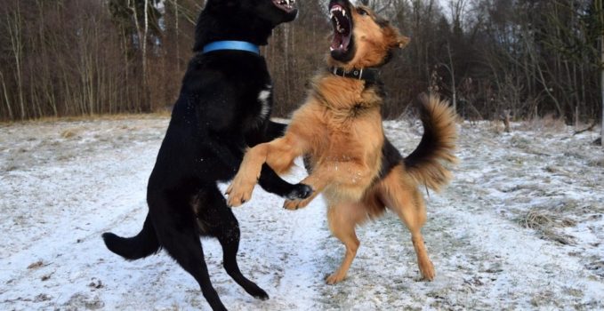agressivité entre chiens