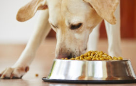 alimentation chien