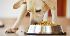 alimentation chien