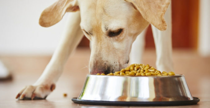 alimentation chien