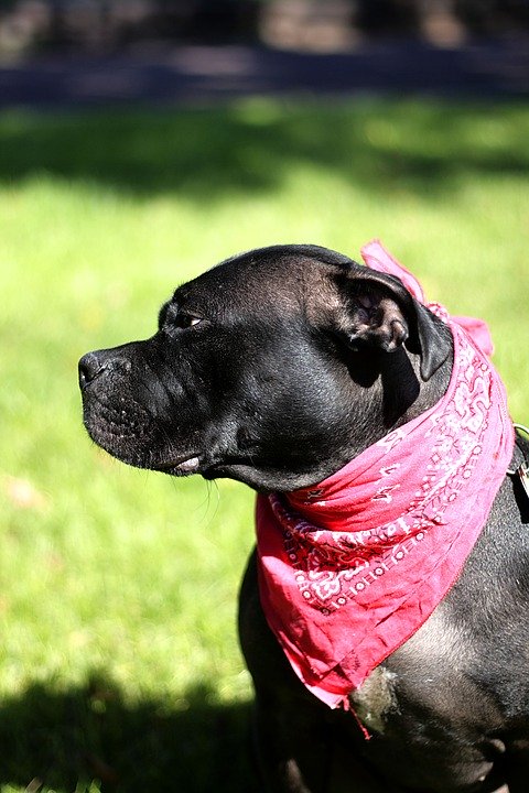 bandana pour chien