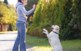 dressage de son chien