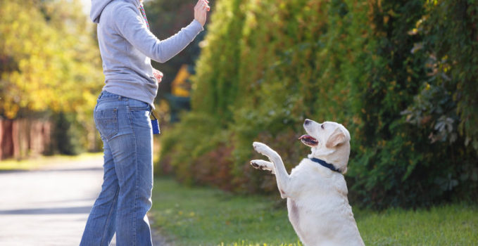 dressage de son chien