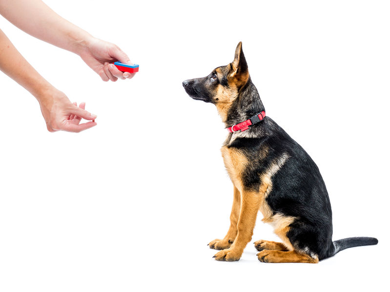 dressage facile de chien