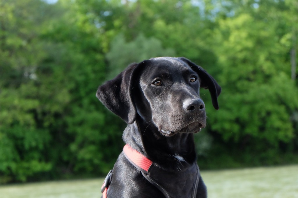 gérer anxiété chiens