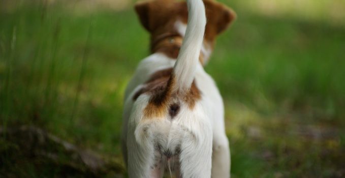 langage du chien