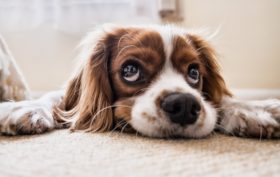 anxiété des chiens