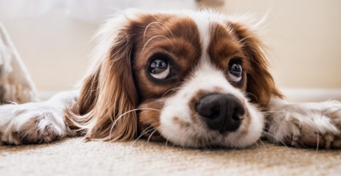 anxiété des chiens