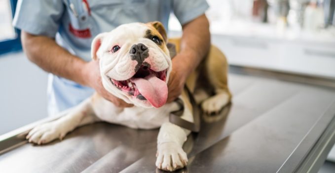 assurance santé chien