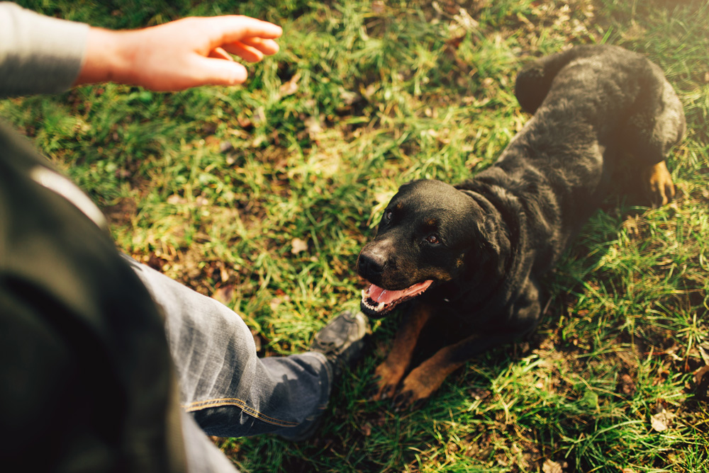 devenir éleveur canin