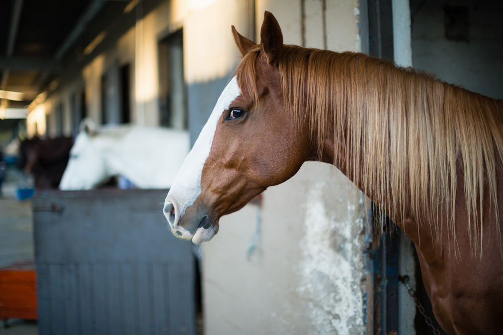 prendre soin du cheval