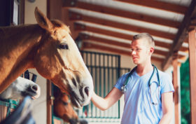 santé du cheval