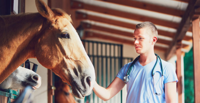 santé du cheval