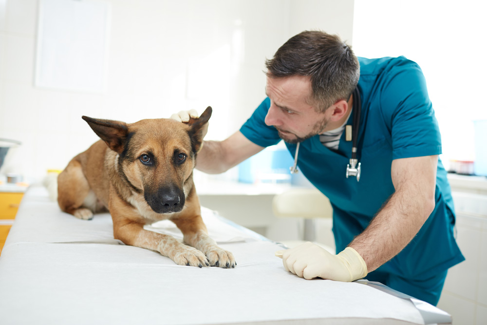 agencement clinique vétérinaire