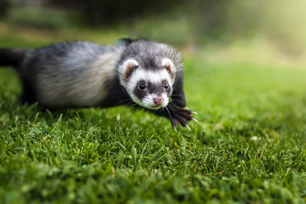 chasse au furet