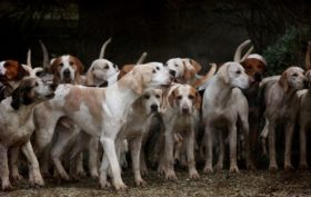 chasse avec chiens