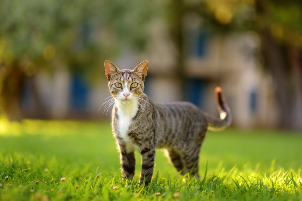 chaton dans l'arbre
