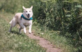 chien fugueur