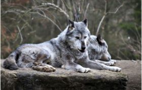 enfants et animaux