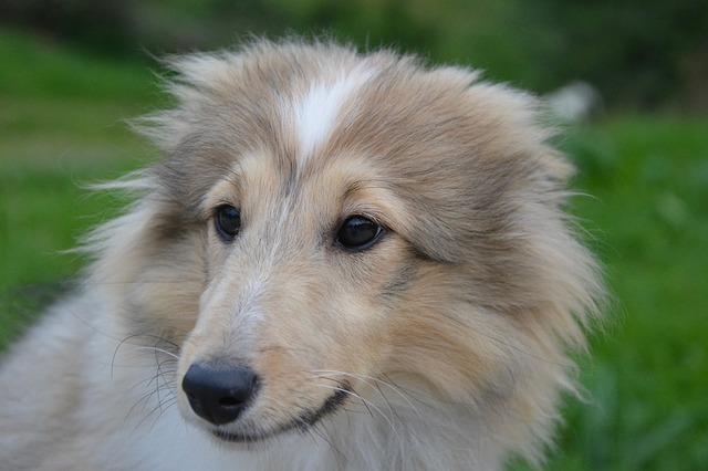 toiletteur chien