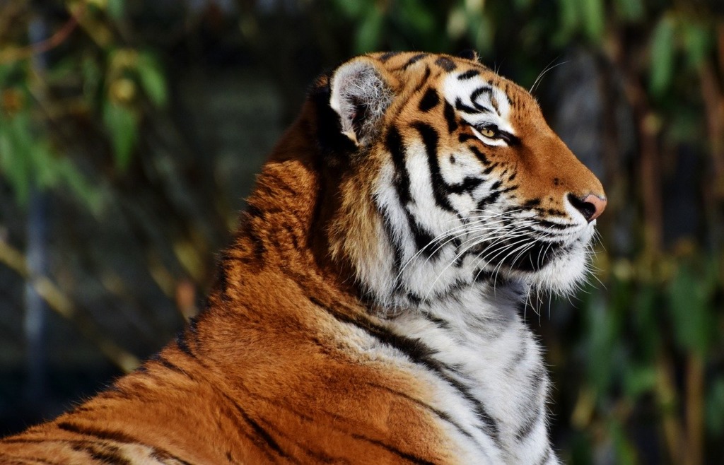 zoo de Lyon