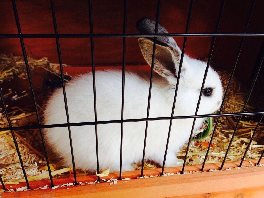 cage lapin appartement