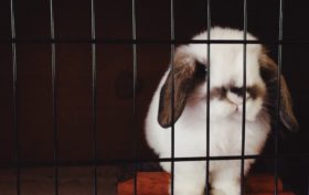 cage à lapin