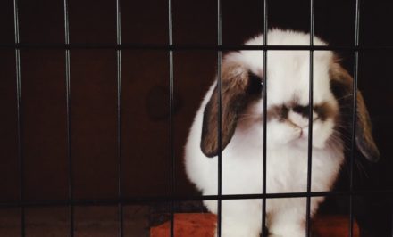 cage à lapin