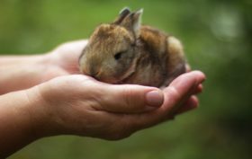 cage à lapin