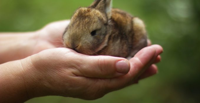 cage à lapin