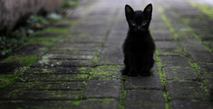 Superstitions Que Faire Si Un Chat Noir Croise Votre Chemin