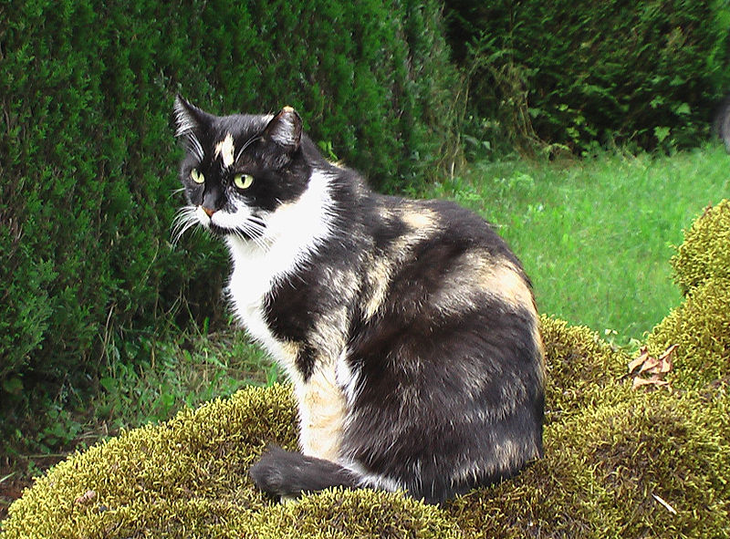 fontaine pour chat