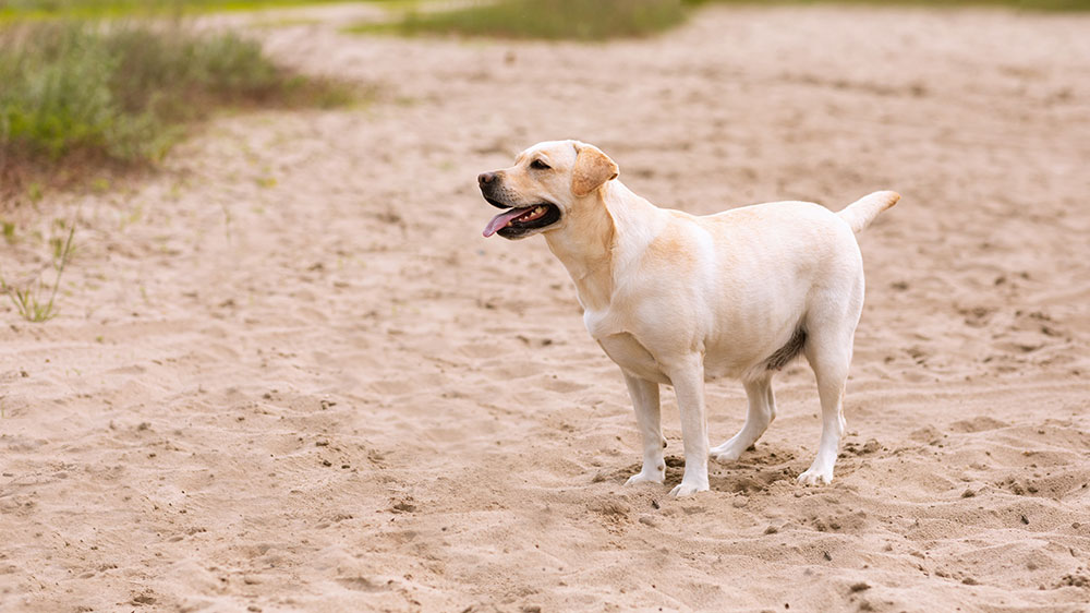 race de chien calme