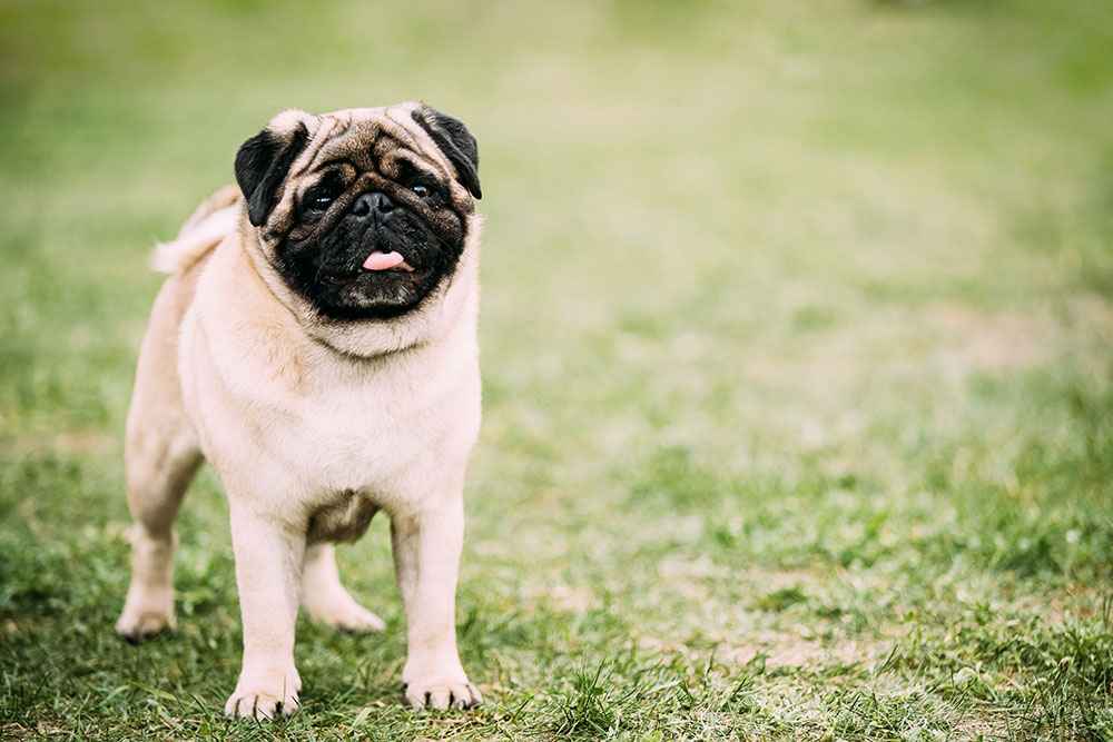 race de chien obéissant