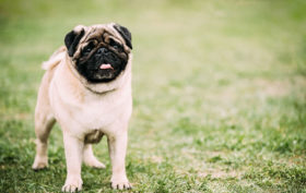 race de chien obéissant