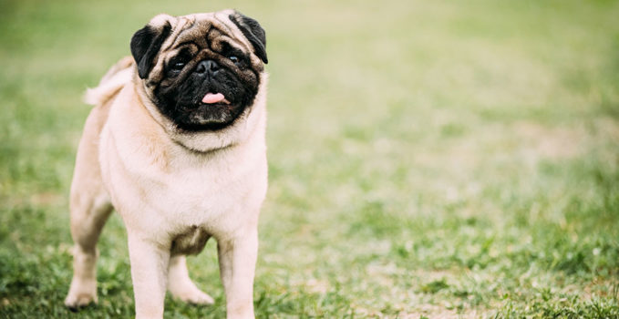 race de chien obéissant