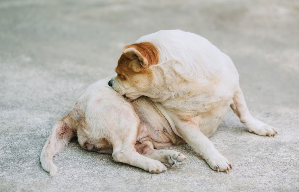 Démangeaison chez un chien : les solutions pour soulager lu0027animal