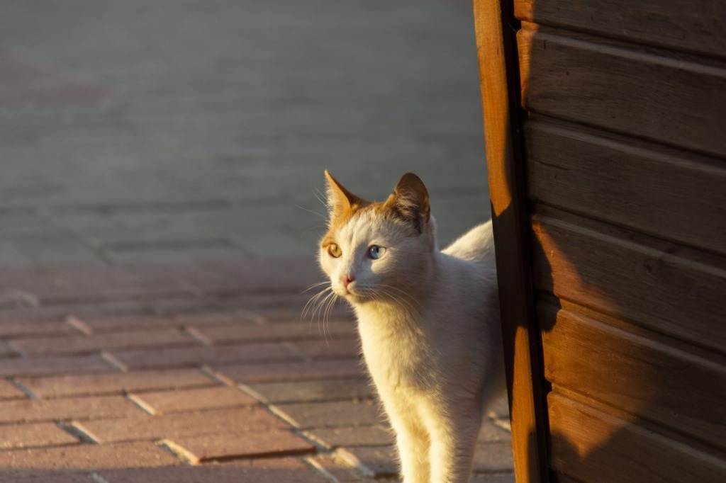 soigner démangeaison chat