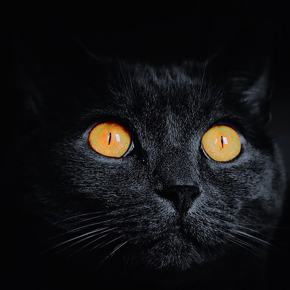 Superstitions Que Faire Si Un Chat Noir Croise Votre Chemin