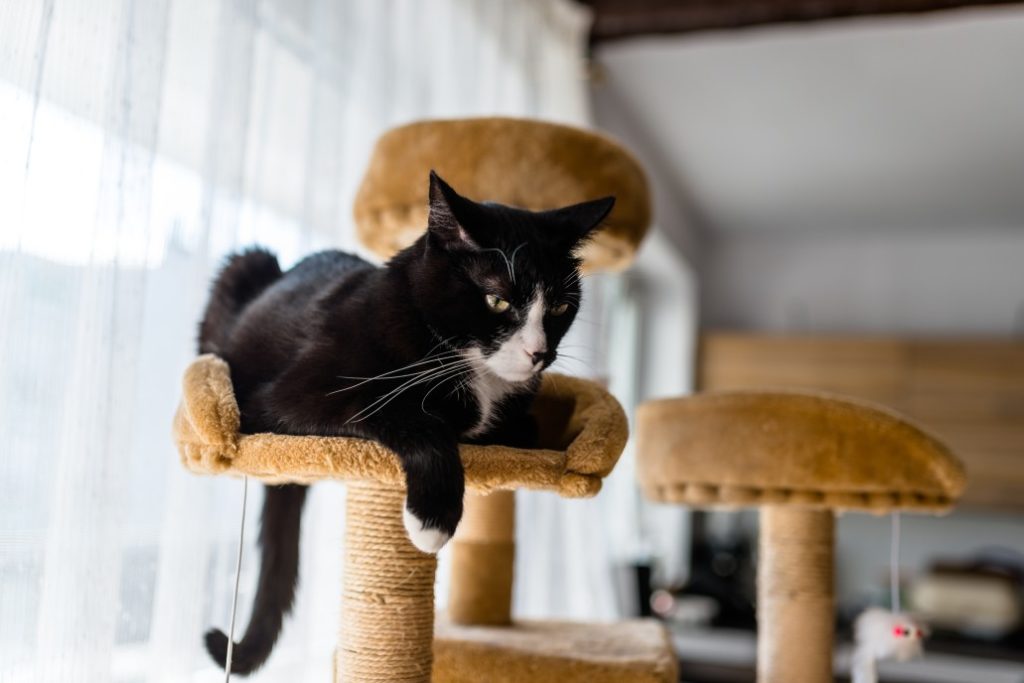 construire un arbre à chat