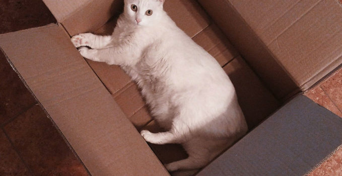 Que Faire Quand On Doit Demenager Avec Un Chat Que Faire Quand On Doit Demenager Avec Un Chat