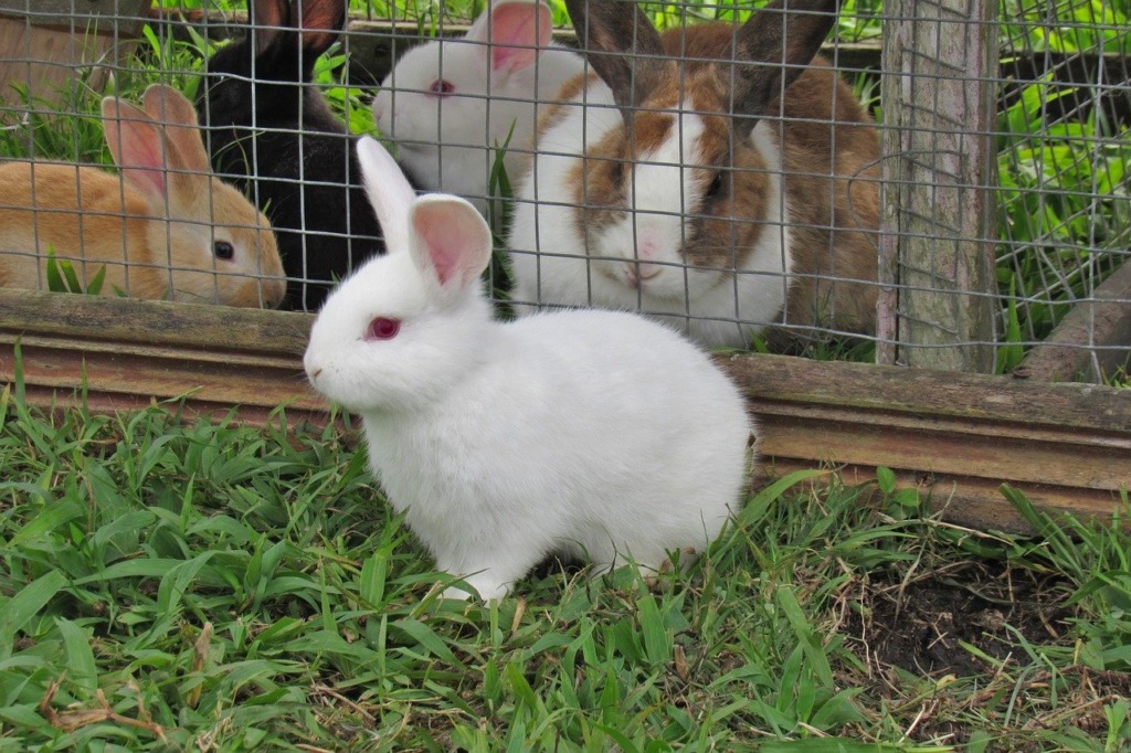 enclos à lapin