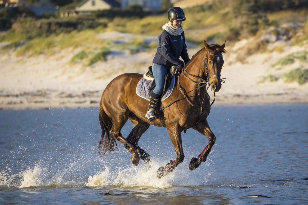 equipement equitation