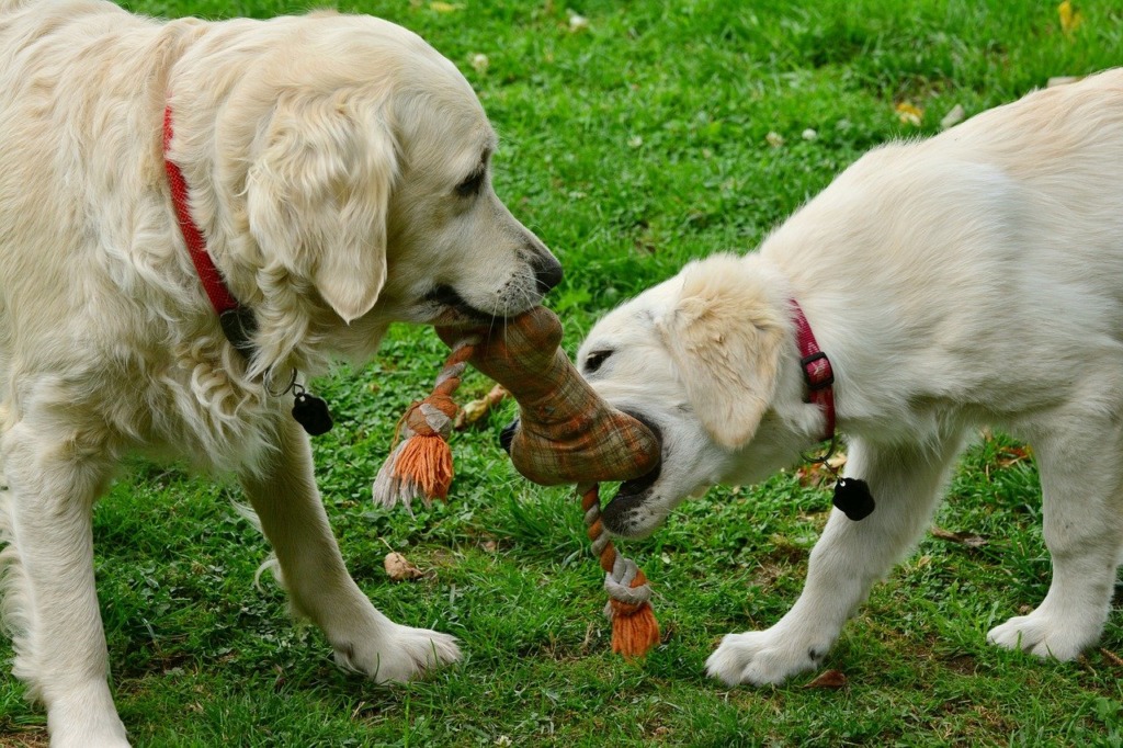 choisir un cadeau pour chien