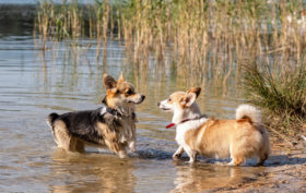 groupe de chiens