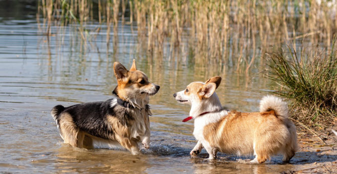 groupe de chiens